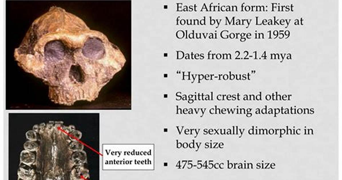 Does Australopithecus Have Sagittal Crest?