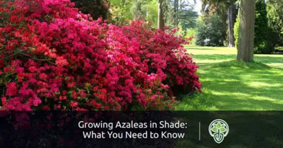 Does Azalea Like Sun or Shade?