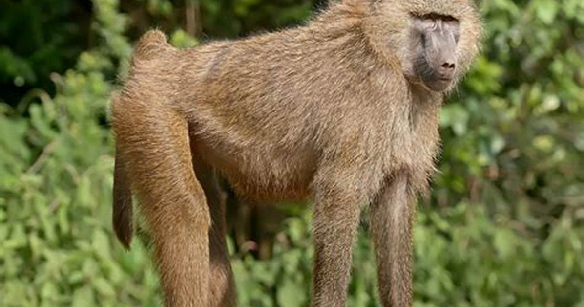 Does Baboons Have Nails?