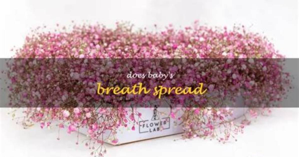 Does Babys Breath Spread