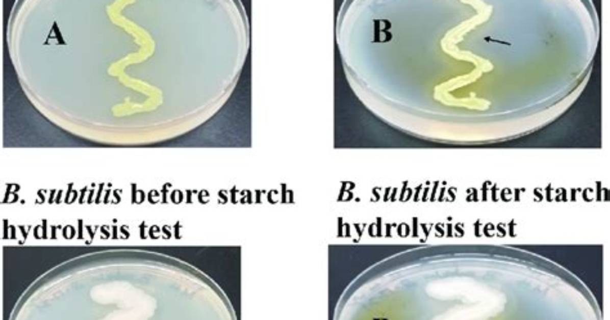 Does Bacillus Subtilis Hydrolyze Starch