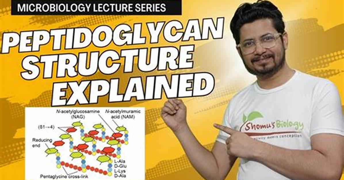 Does Bacteria Contain Peptidoglycan?