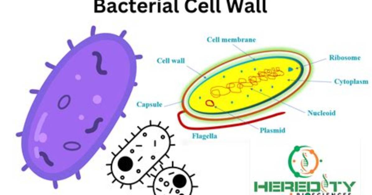Does Bacteria Have a Cell Wall?