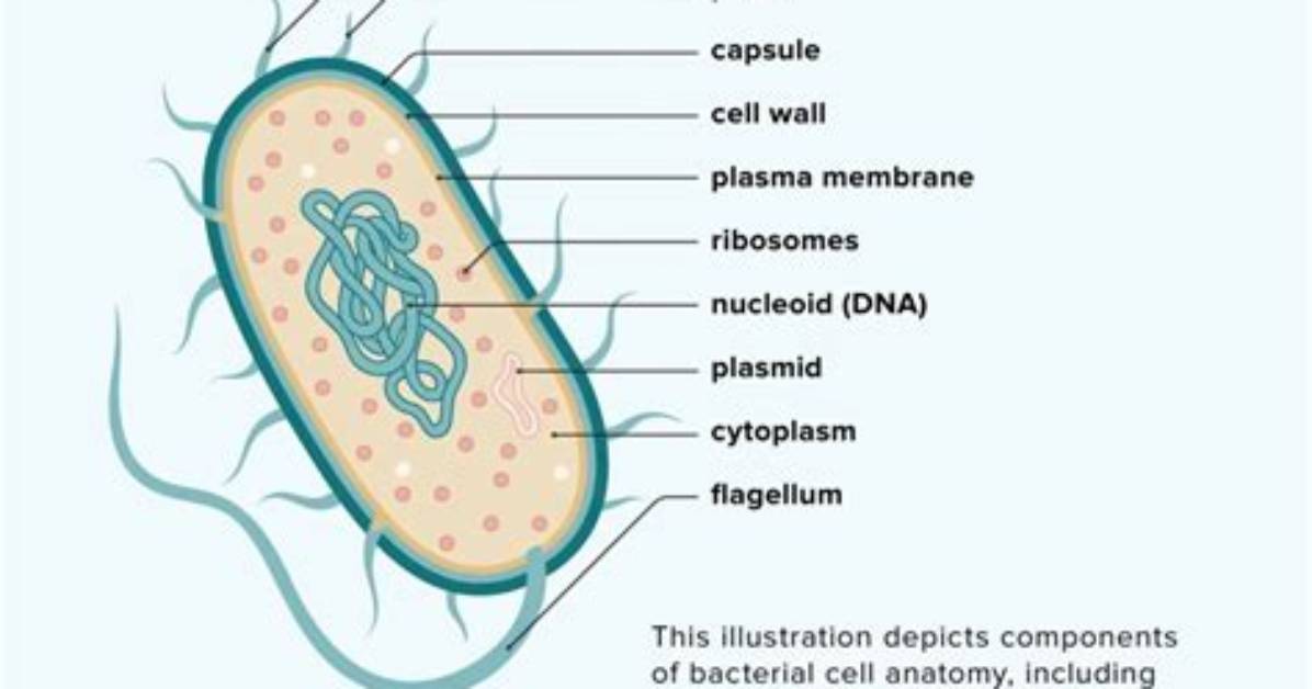 Does Bacteria Have Enhancers?