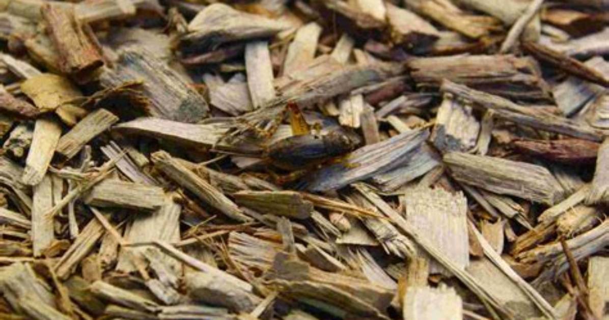 Does Bark Mulch Attract Bugs