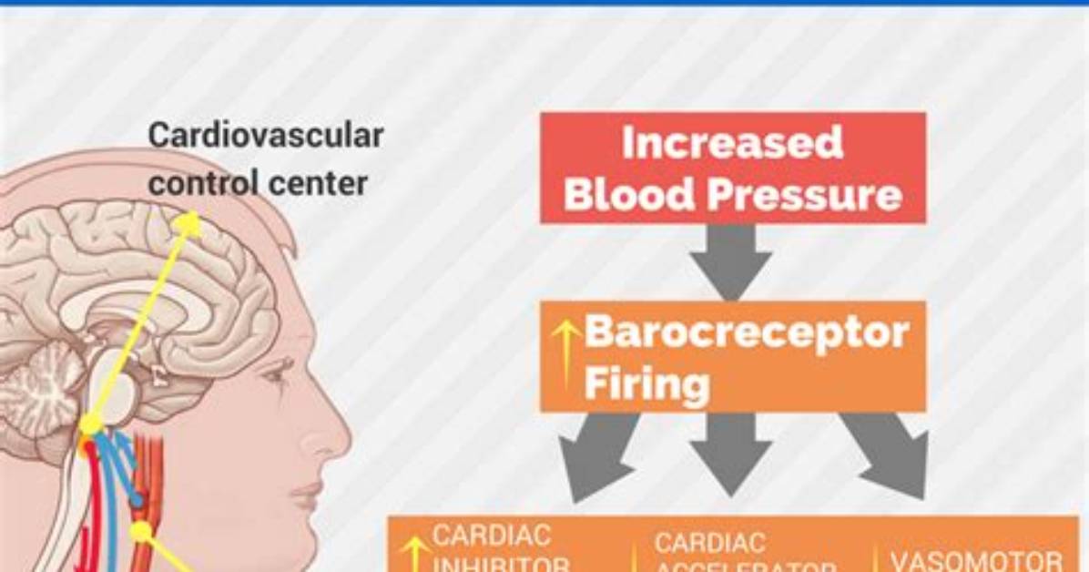 Does Baroreceptor Increase Blood Pressure?