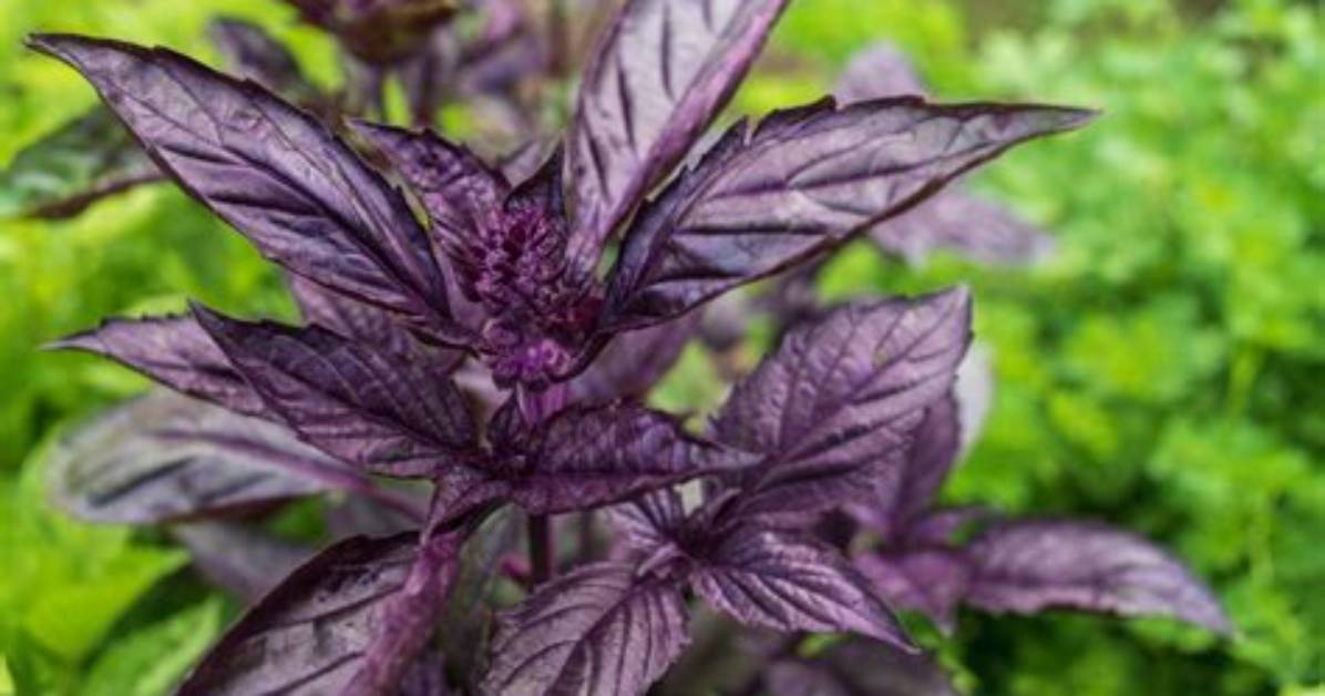 Does Basil Turn Purple When Boiled