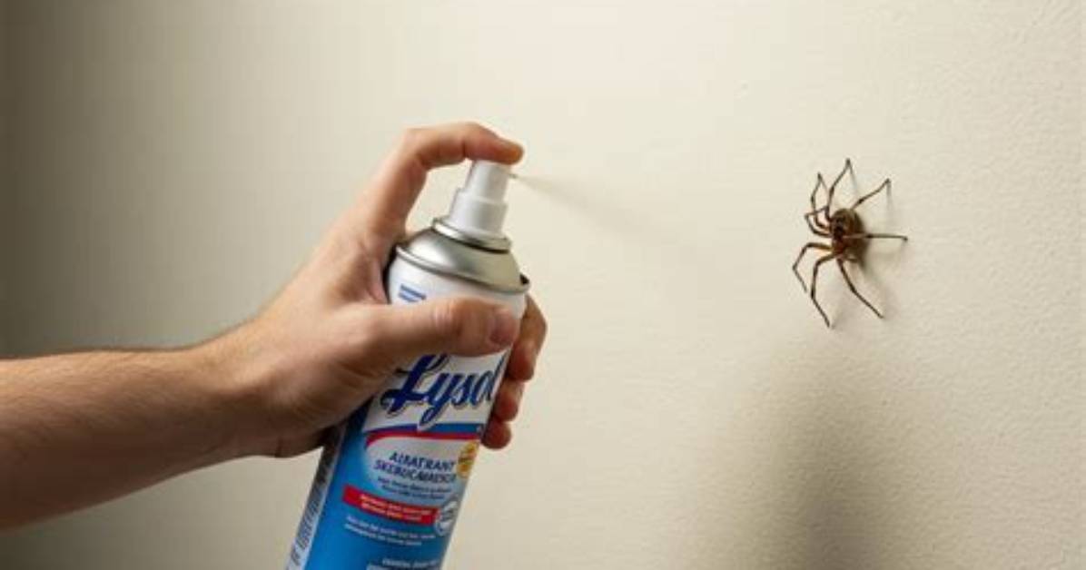 Does Bayer Advanced Kill Spiders