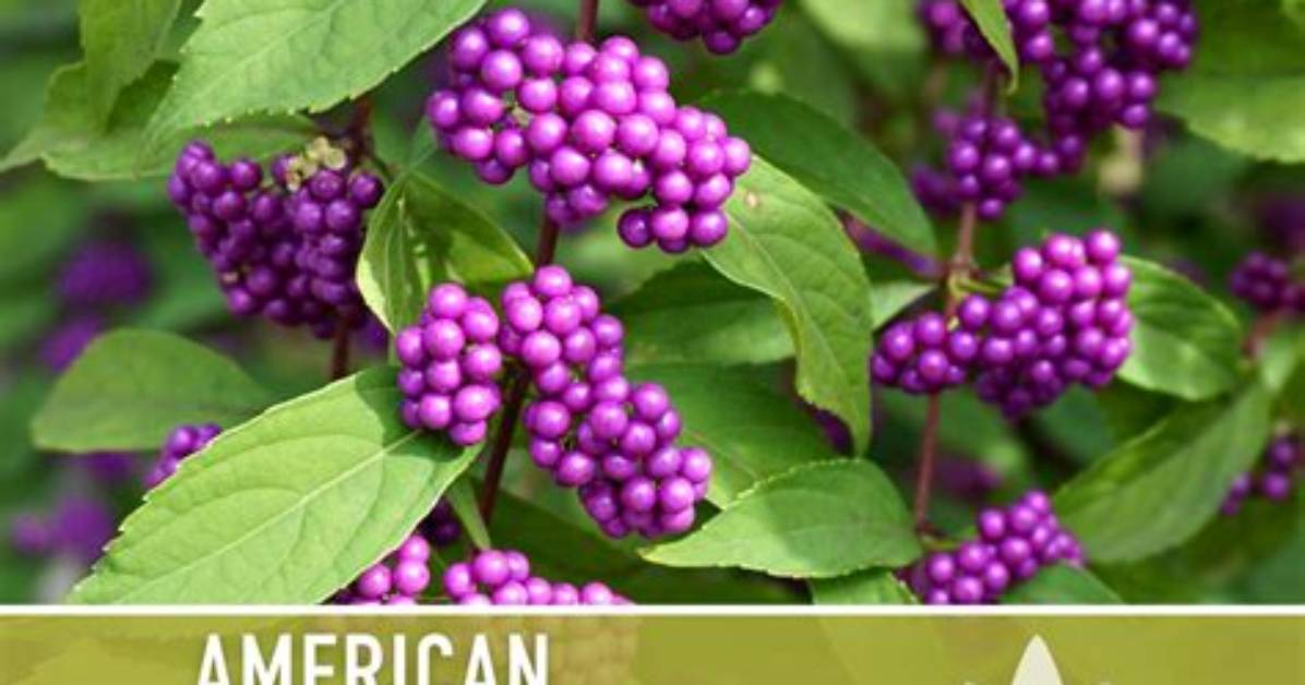 Does Beautyberry Need Full Sun?