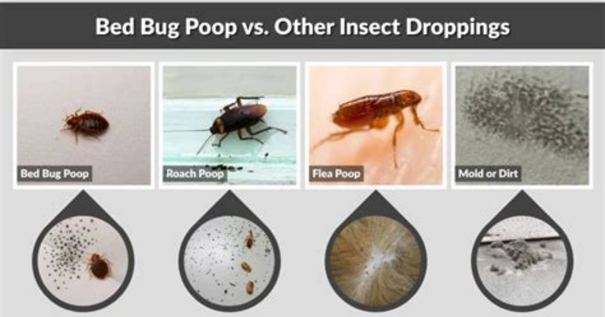 Does Bed Bug Poop Get Hard