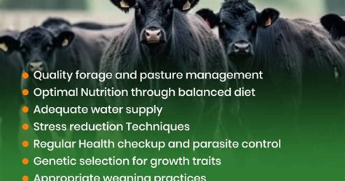 Does Beef Increase Weight