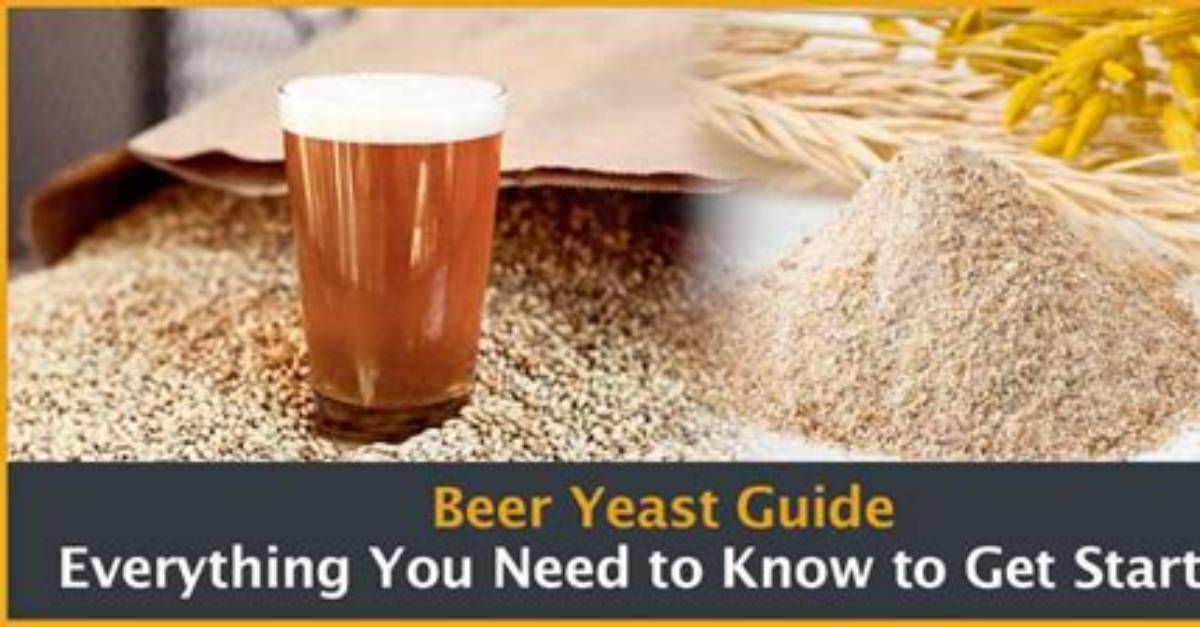 Does Beer Have Brewer's Yeast?