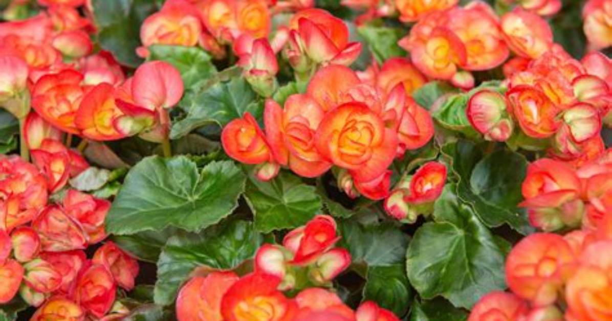 Does Begonia Need Full Sun