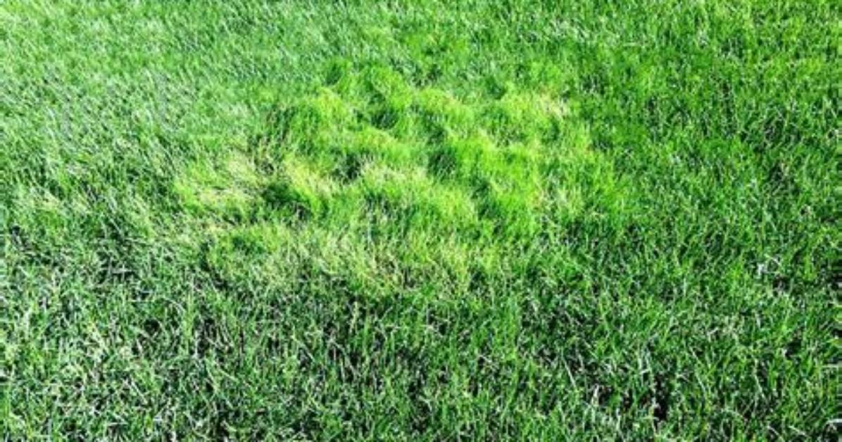 Does Bentgrass Grow in Shade?