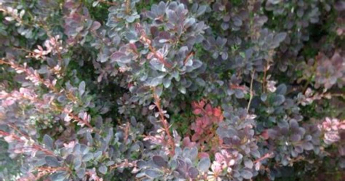 Does Berberis Need Full Sun?