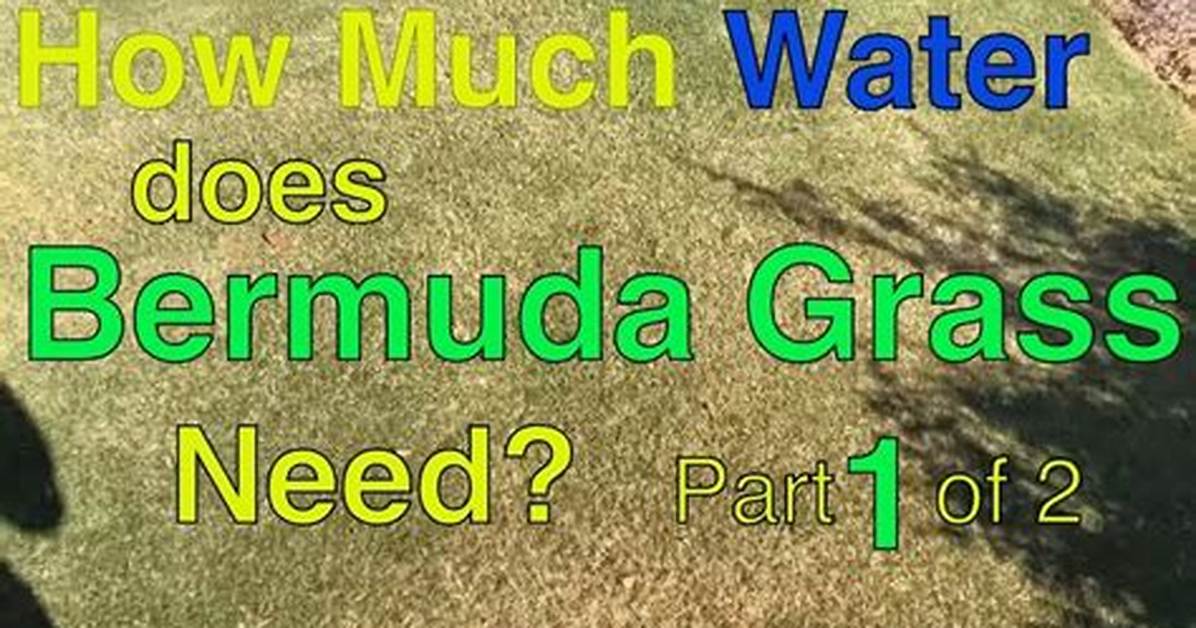 Does Bermuda Grass Need to Be Watered in the Winter