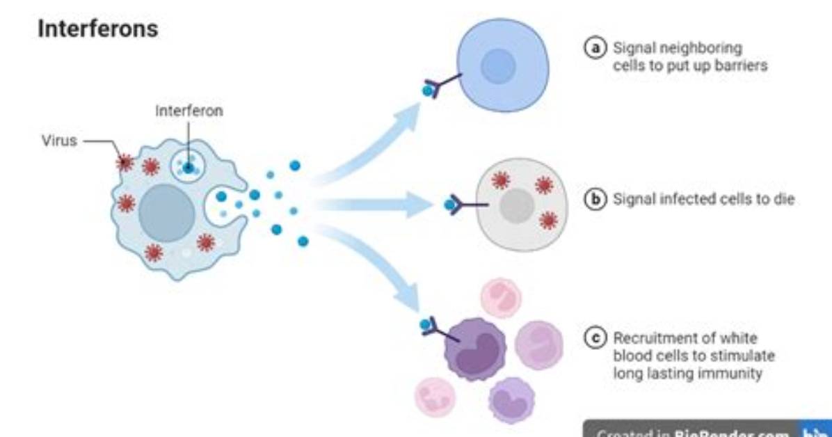 Does Beta Interferon Suppress the Immune System?