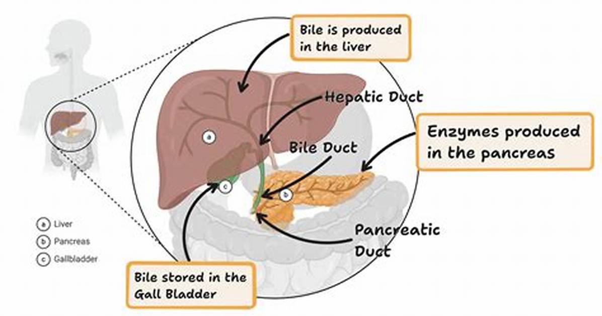 Does Bile Break Down Fat Physically or Chemically?