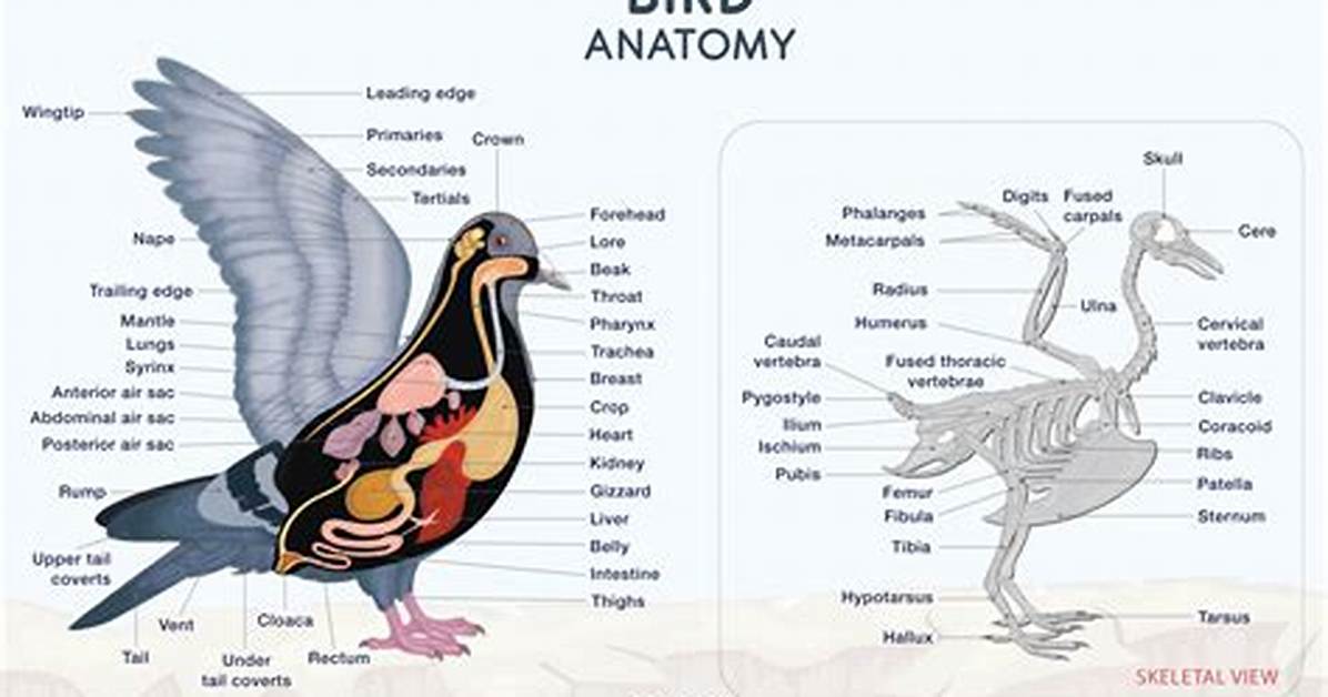 Does Birds Have Spleens?