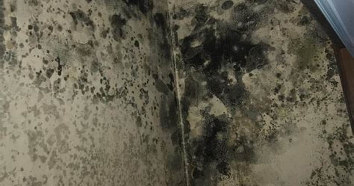 Does Black Mold Go Dormant