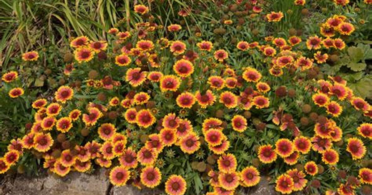 Does Blanket Flower Spread?