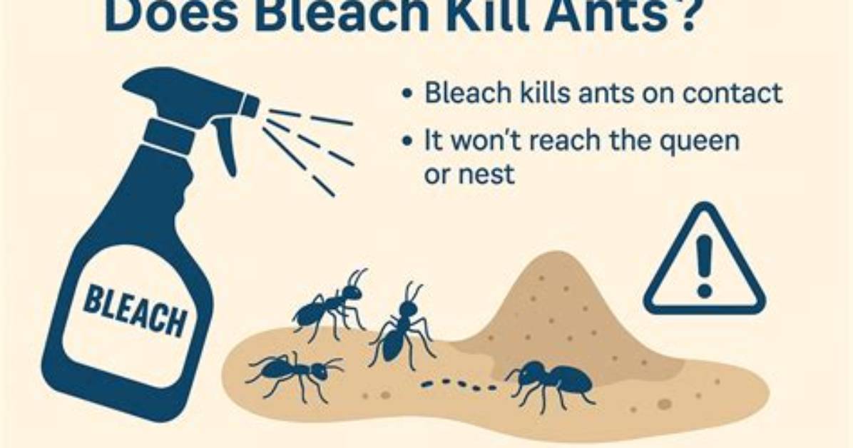 Does Bleach Attract Ants