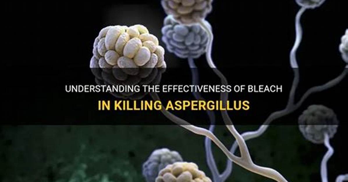 Does Bleach Kill Aspergillus?