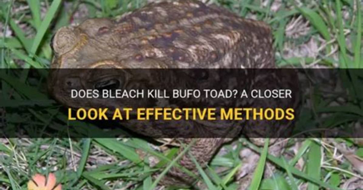 Does Bleach Kill Bufo Toad?