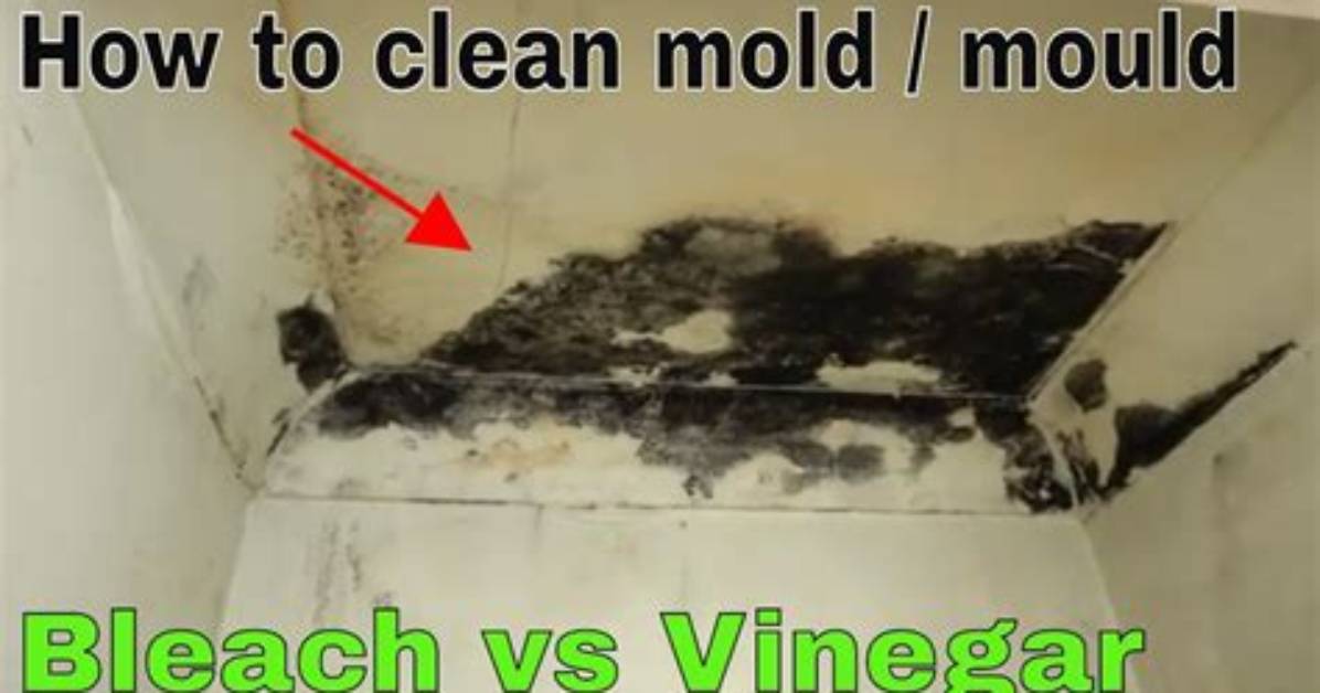 Does Bleach Kill Mold?