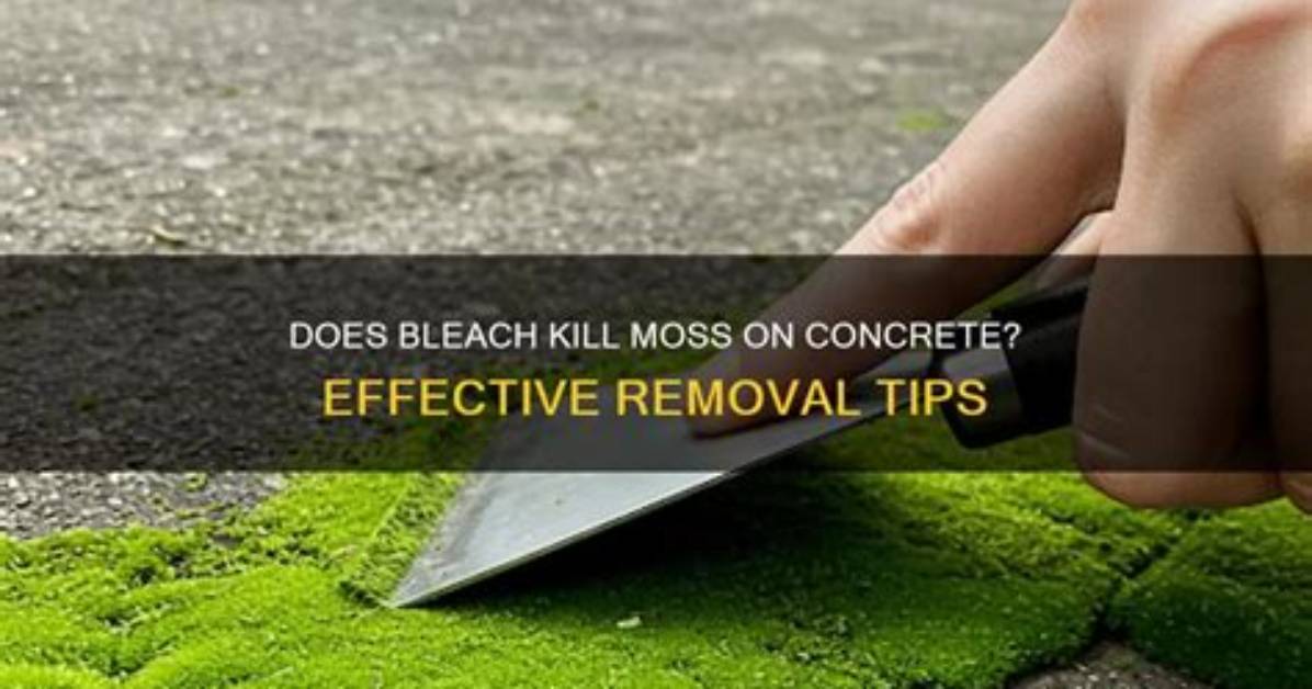 Does Bleach Kill Trichoderma?