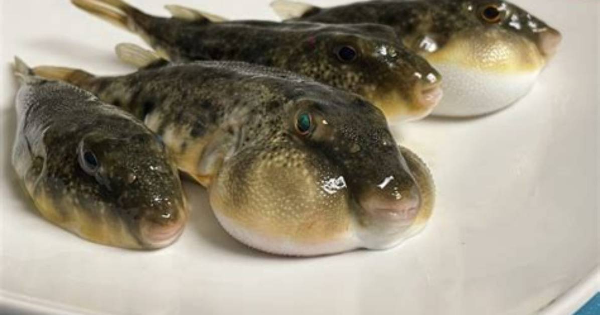 Does Blowfish Taste Good?