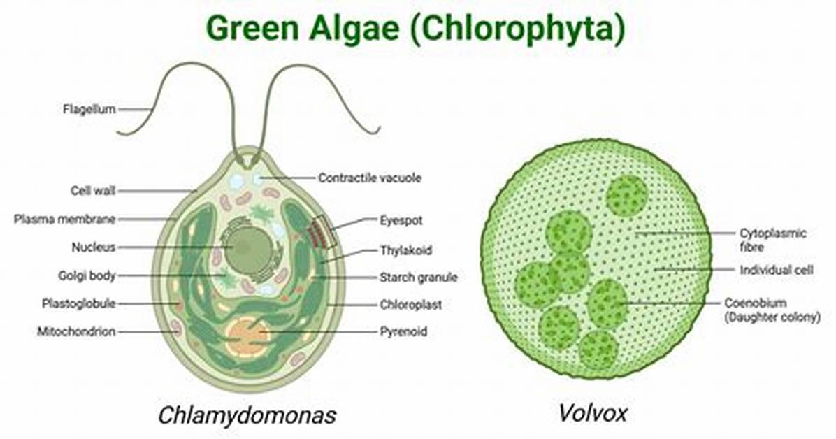 Does Blue Green Algae Have Chlorophyll?