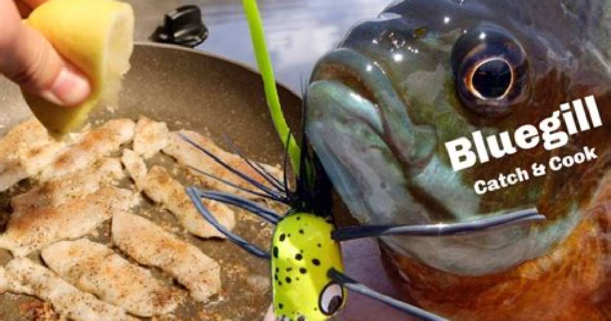 Does Bluegill Taste Good?