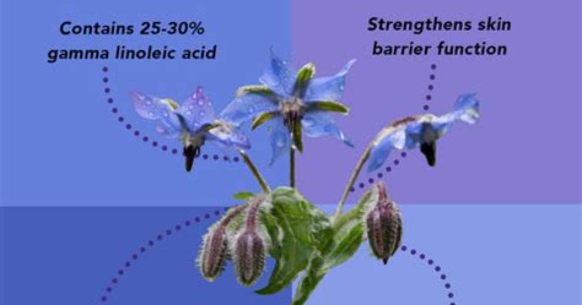 Does Borage Oil Have Spf