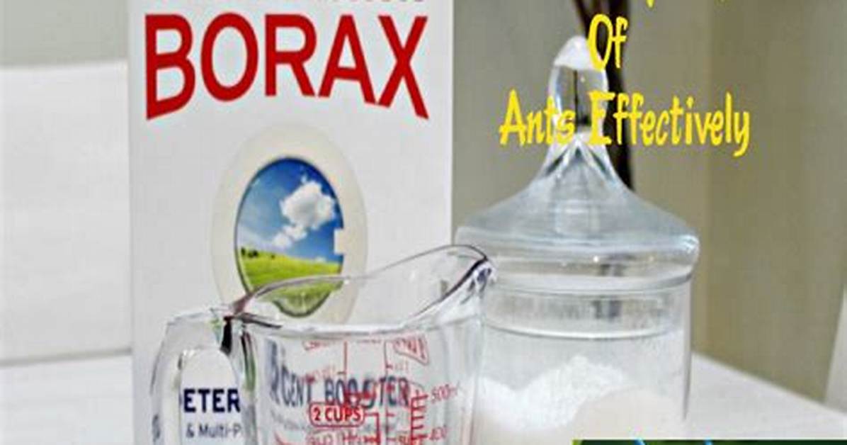 Does Borax Substitute Kill Ants?