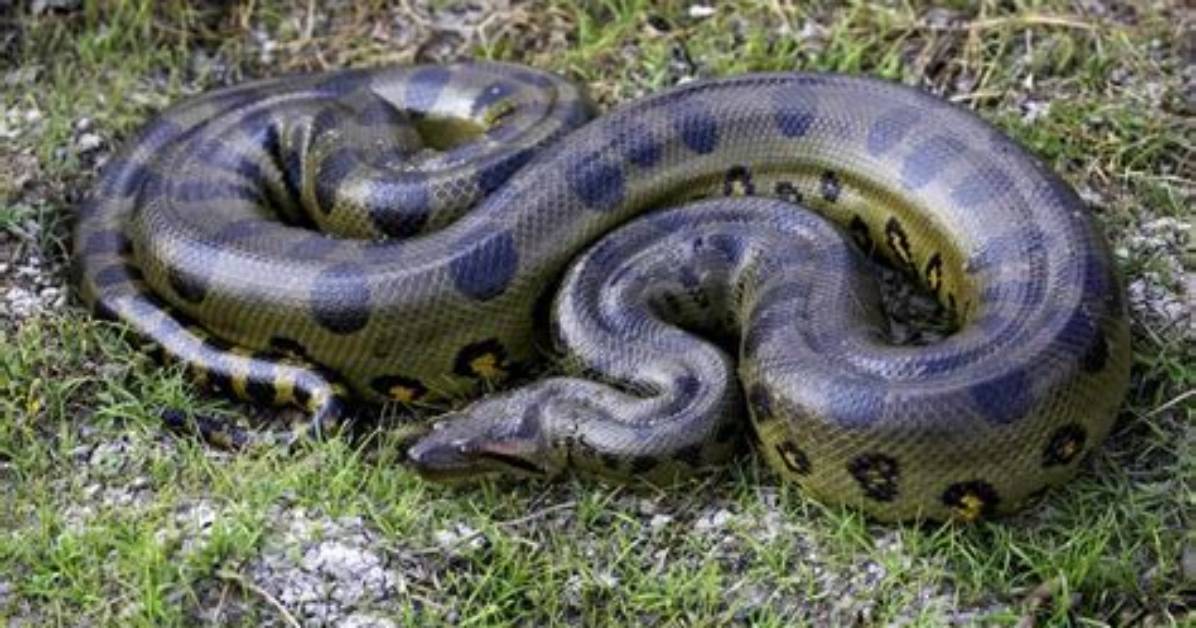 Does Borneo Have Anacondas?
