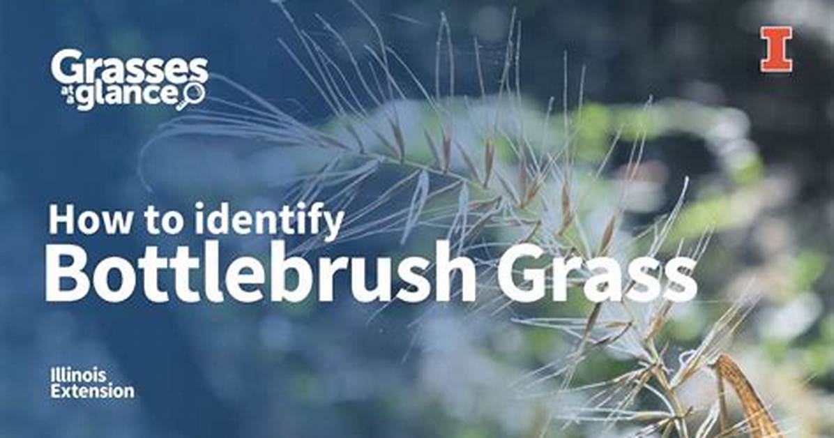 Does Bottlebrush Have Invasive Roots?