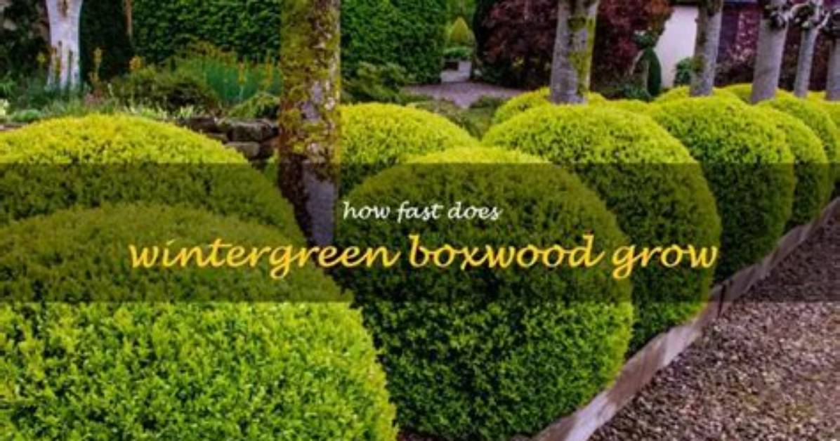 Does Boxwood Grow Slowly
