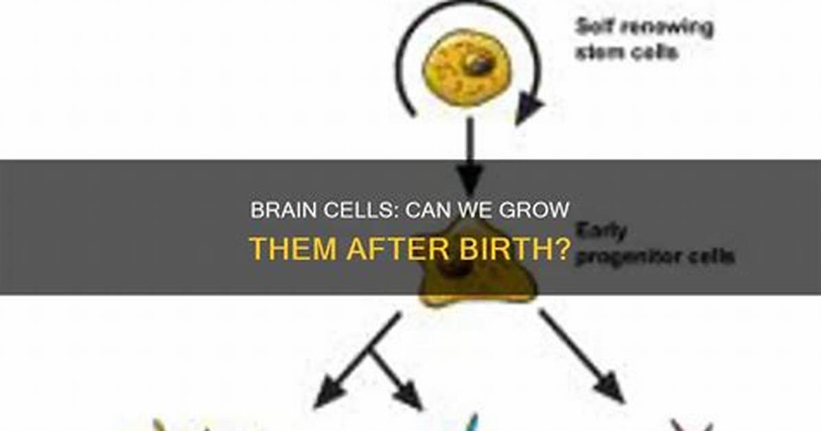 Does Brain Grow After Birth