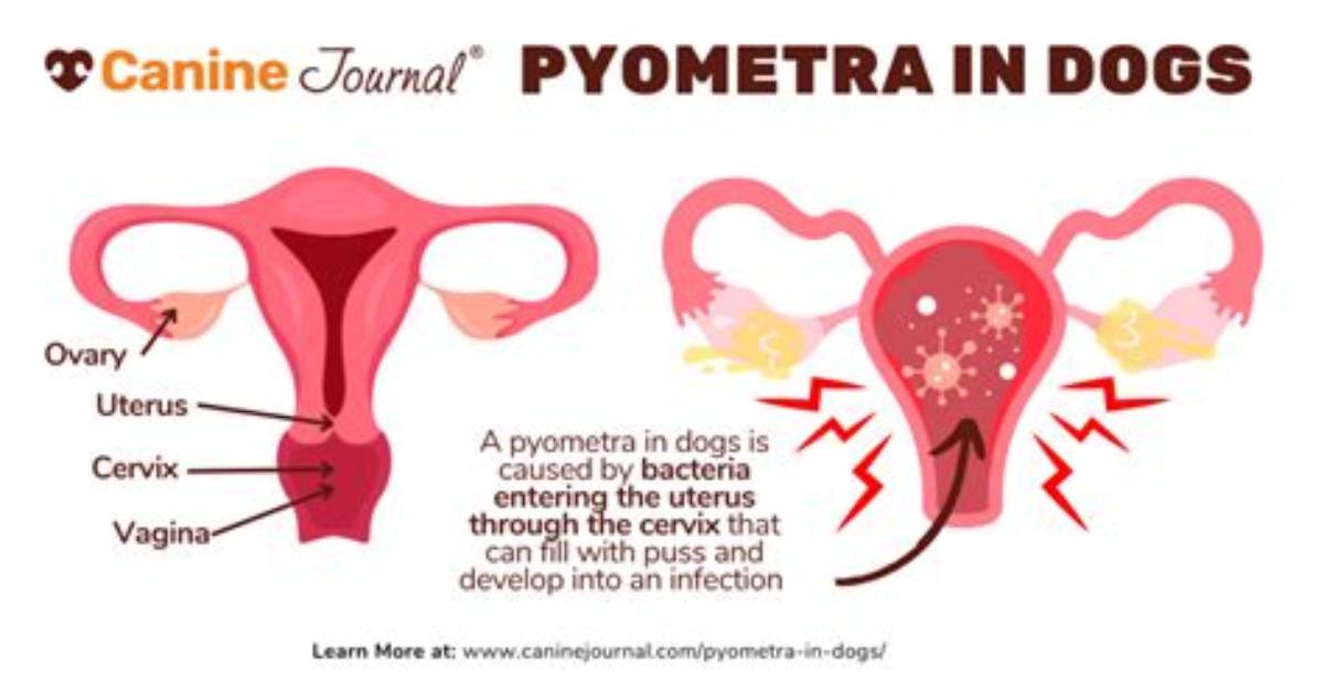 Does Breeding Prevent Pyometra?