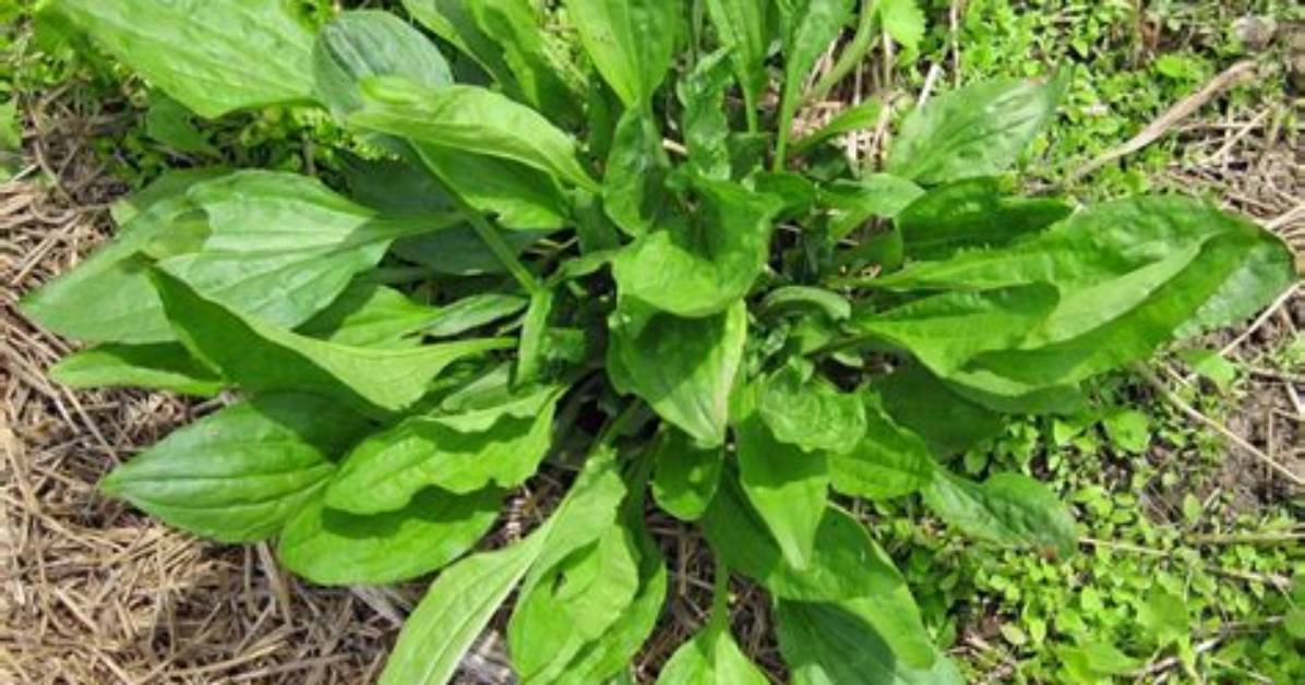 Does Broadleaf Plantain Grow in Florida