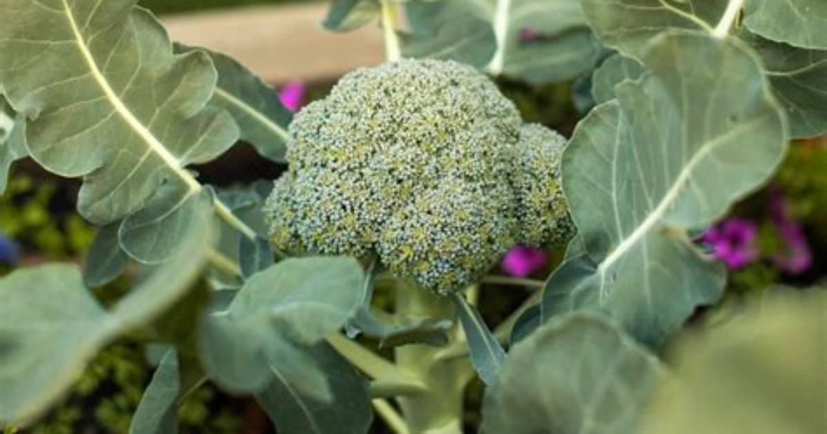 Does Broccoli Flower When Growing?