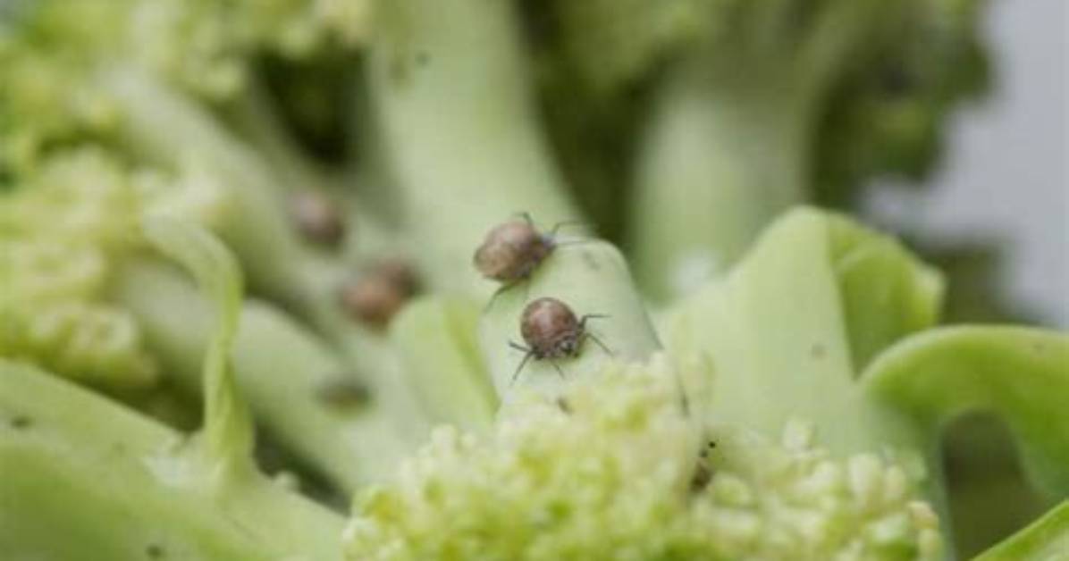 Does Broccoli Have Bugs