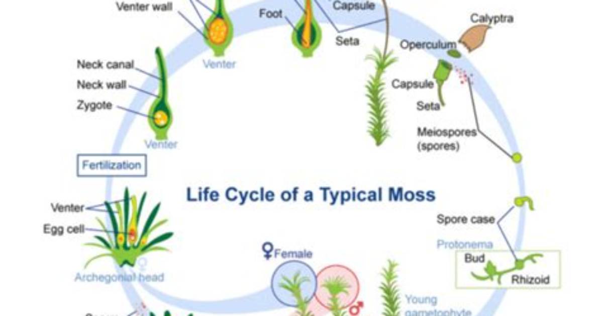 Does Bryophytes Have Embryo?