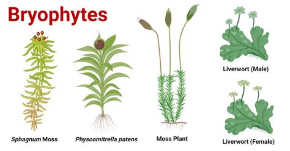 Does Bryophytes Have Leaves?