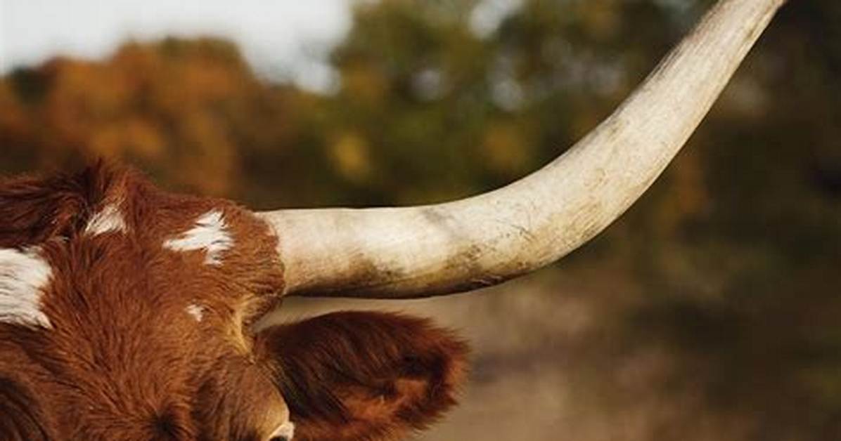 Does Bull Have Horns?
