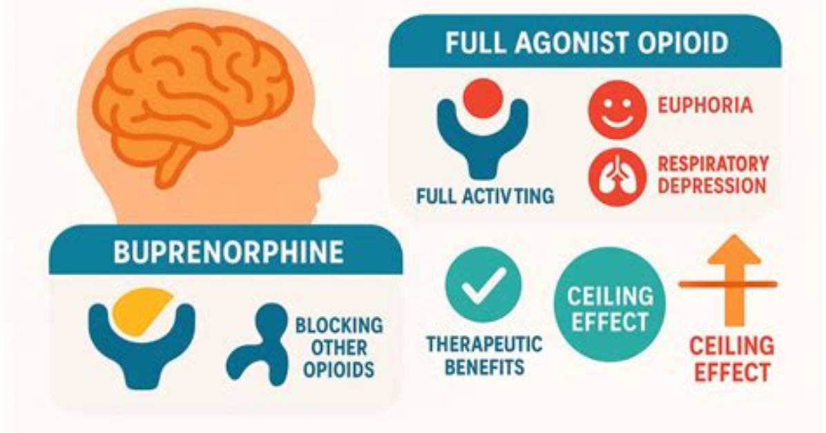 Does Buprenorphine Increase Transaminases?