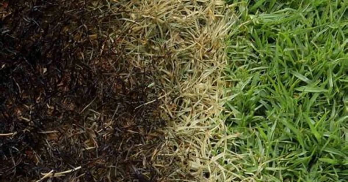 Does Burnt Grass Grow Back