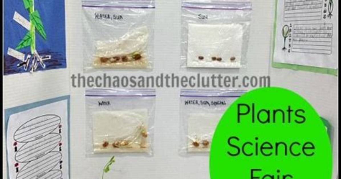 Does Caffeine Affect Plant Growth Science Fair Project
