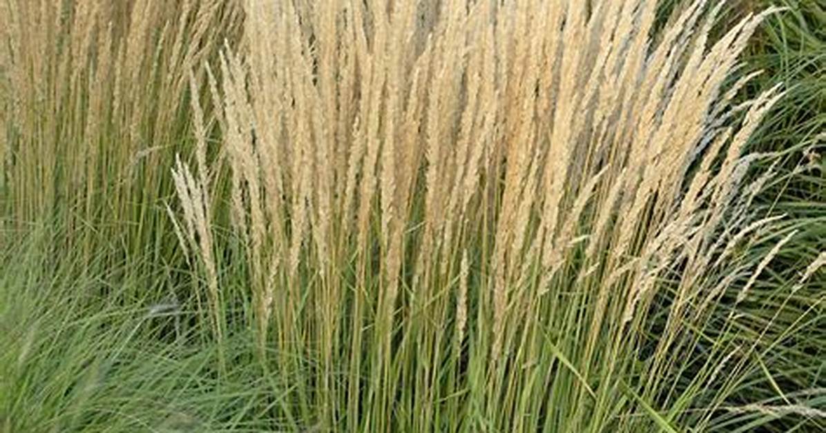 Does Calamagrostis Self Seed?